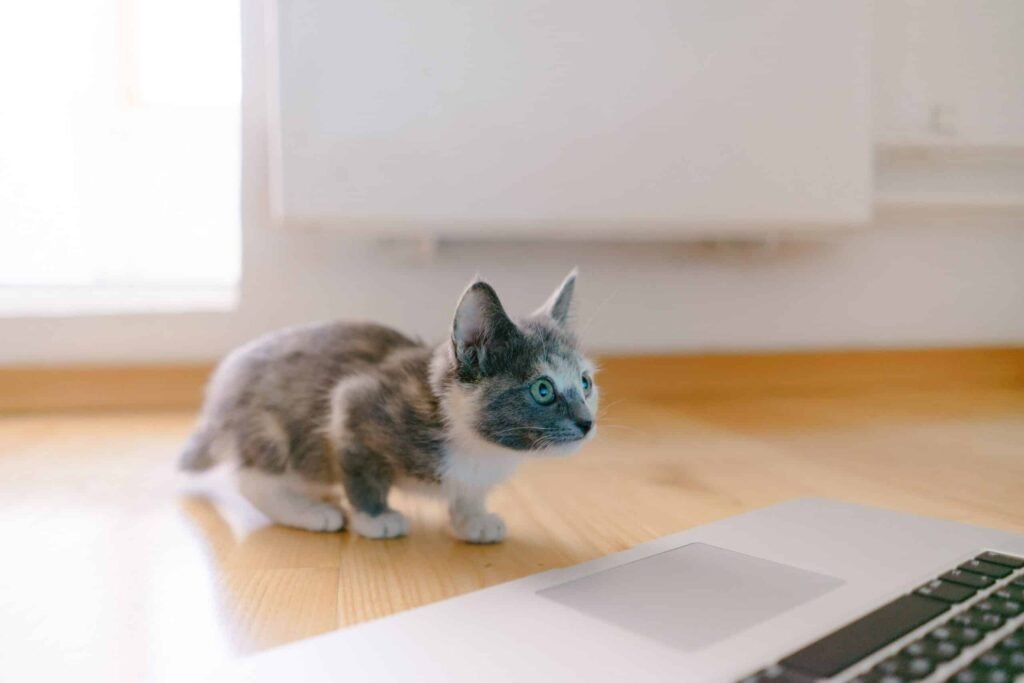 Munchkin cat