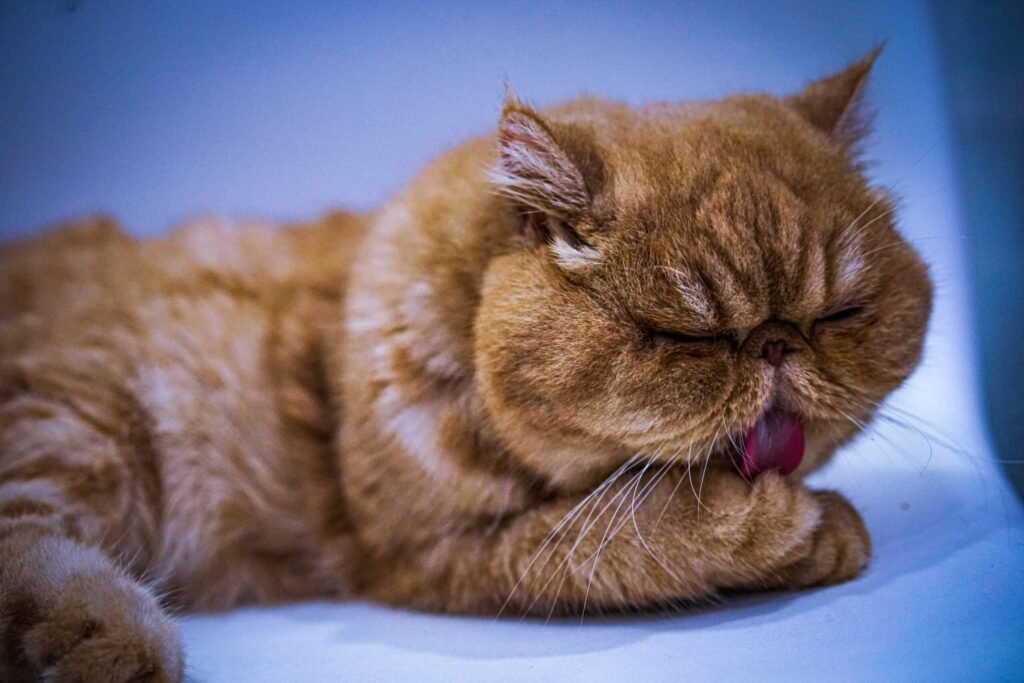 Exotic Shorthair