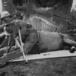 Colonel John Patterson poses with one of the infamous Tsavo man-eaters he shot. Scientists have uncovered that these lions turned to attacking humans due to dental disease, which made hunting their usual prey difficult. The Field Museum houses this historical exhibit.