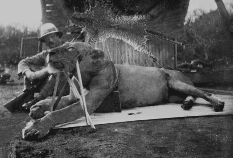 Colonel John Patterson poses with one of the infamous Tsavo man-eaters he shot. Scientists have uncovered that these lions turned to attacking humans due to dental disease, which made hunting their usual prey difficult. The Field Museum houses this historical exhibit.
