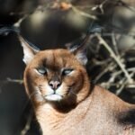caracal