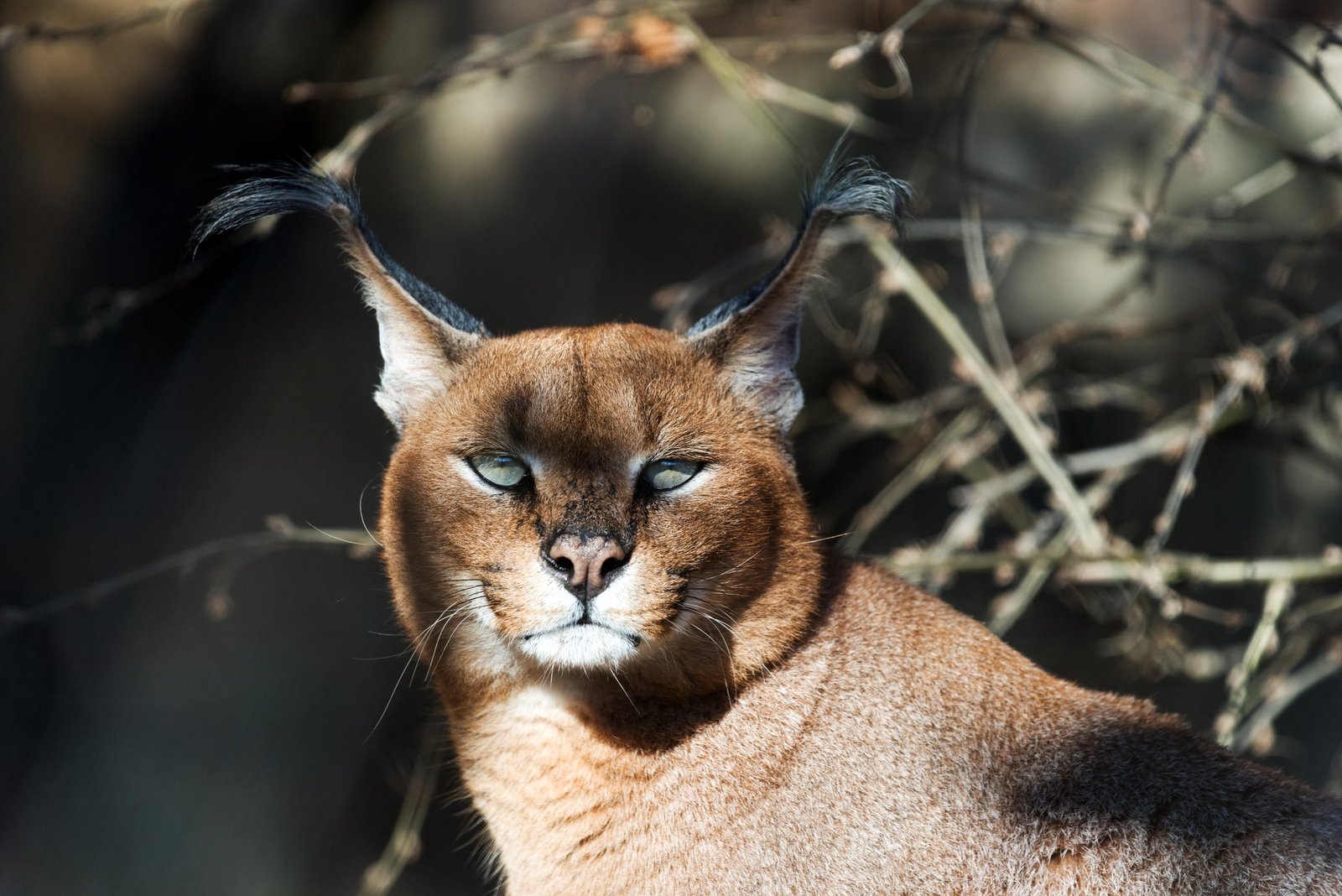 caracal