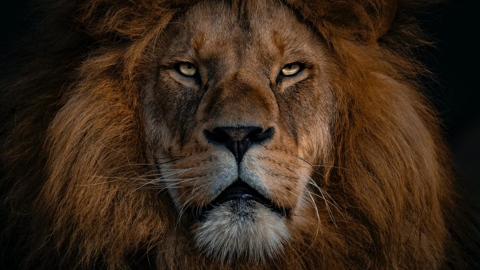 the largest lion ever recorded