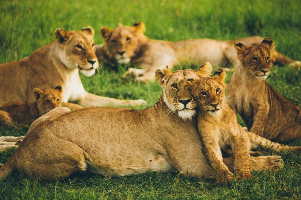 lion
