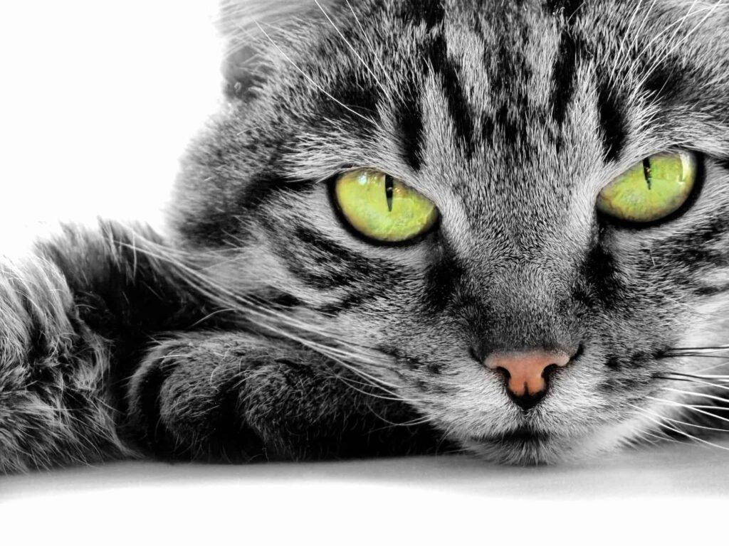 green eyed cat