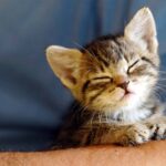 Baby cat portrait
