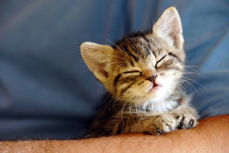 Baby cat portrait