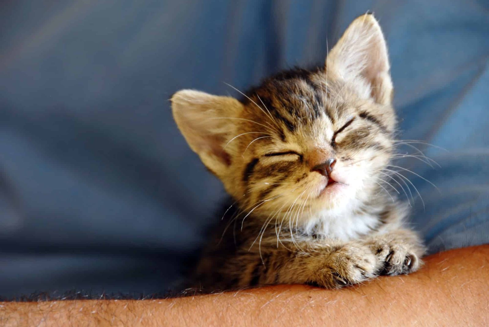 Baby cat portrait