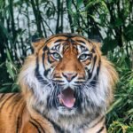 Sumatran Tiger roaring