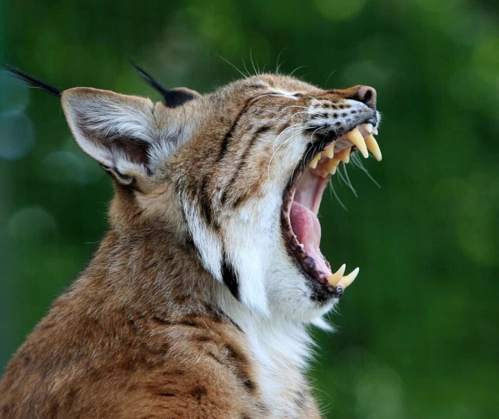 lynx