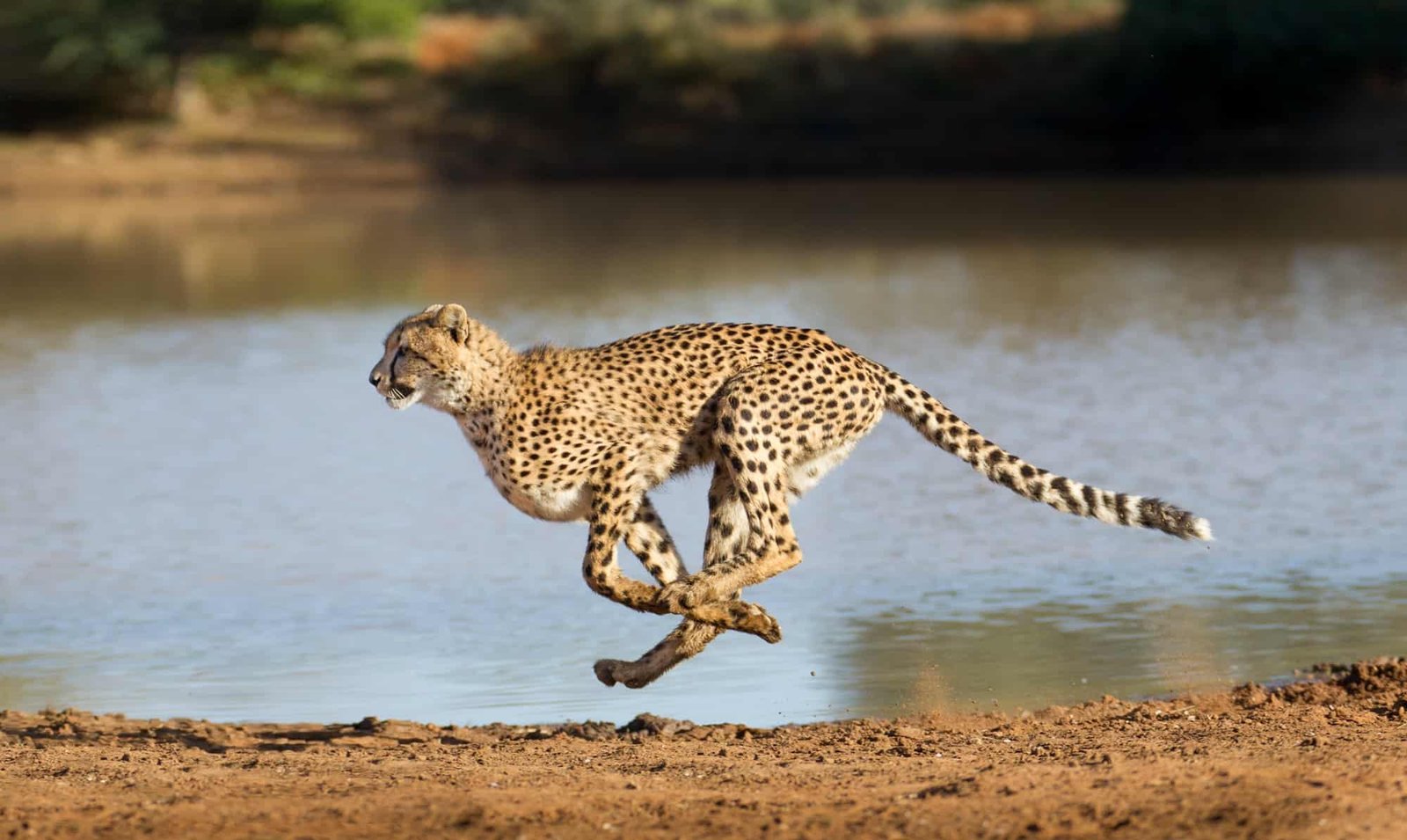 Cheetah