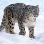 snow leopard