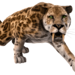 Saber toothed tiger