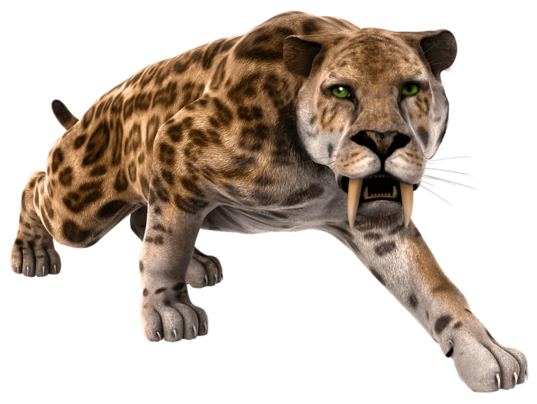 Saber toothed tiger