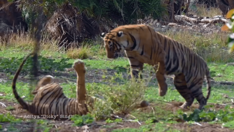 Female Tiger Showdown For Dominance