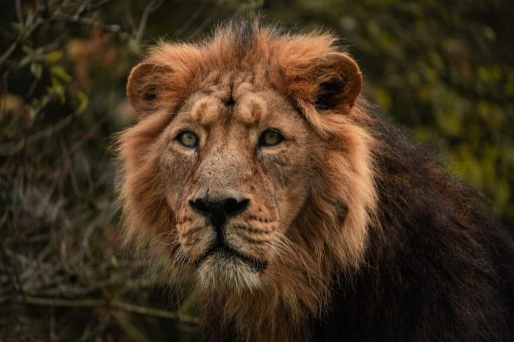 african lion