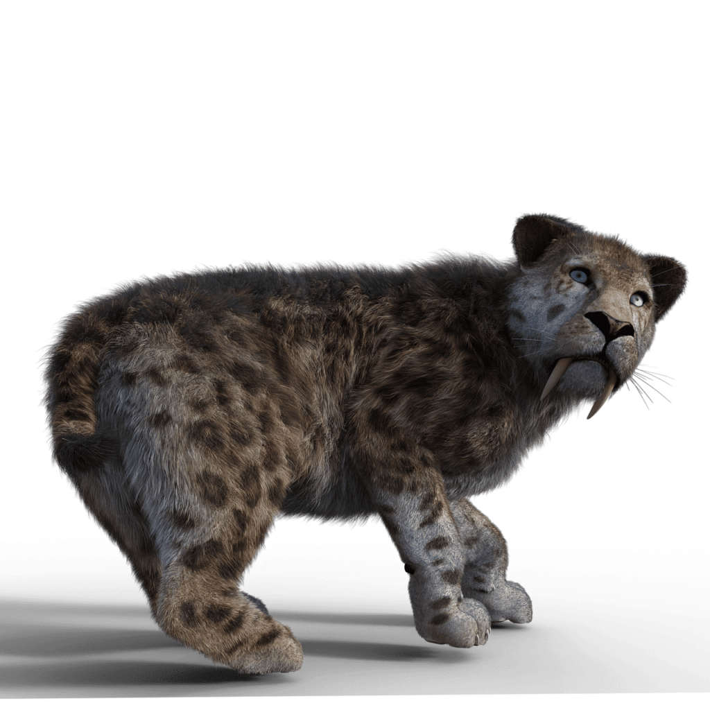 Saber toothed tiger