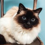 Birman Cat