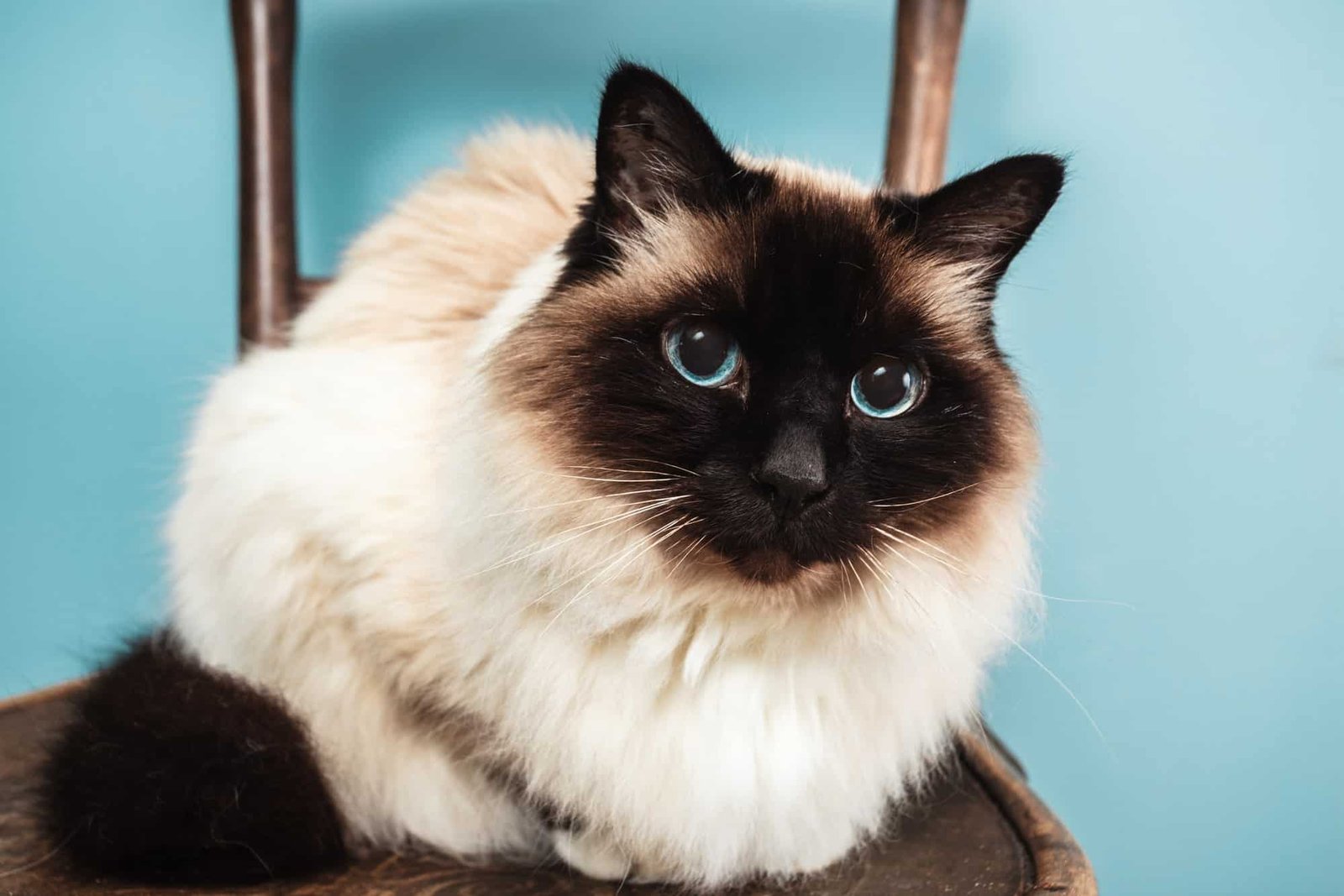 Birman Cat