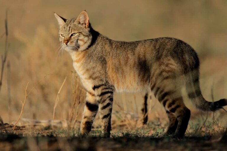 Where Did The 600 Million Domestic Cats In The World Come From?