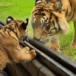 Cubs Meet Adult Tiger