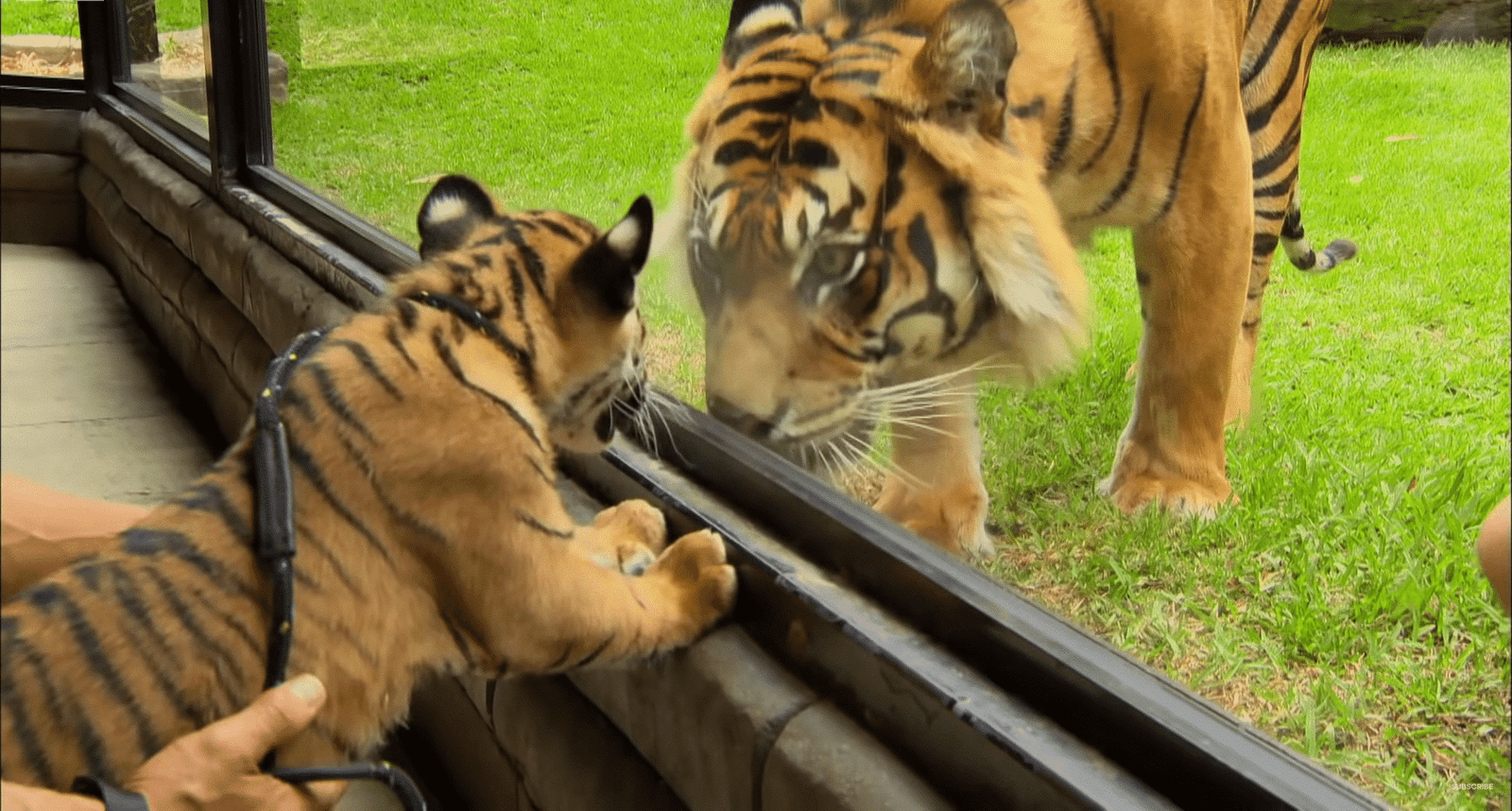 Cubs Meet Adult Tiger