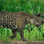 Jaguar in forest