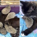 cat feeds 8 abandoned hedgehogs