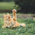 Cat eat cucumber