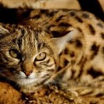Black-footed-cat-image-by-Dave-Brown-from-iNaturalist-2