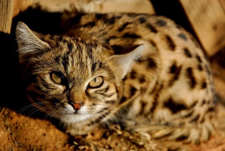 Black-footed-cat-image-by-Dave-Brown-from-iNaturalist-2