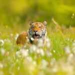 Amur tiger hunting in green white cotton grass. Dangerous animal