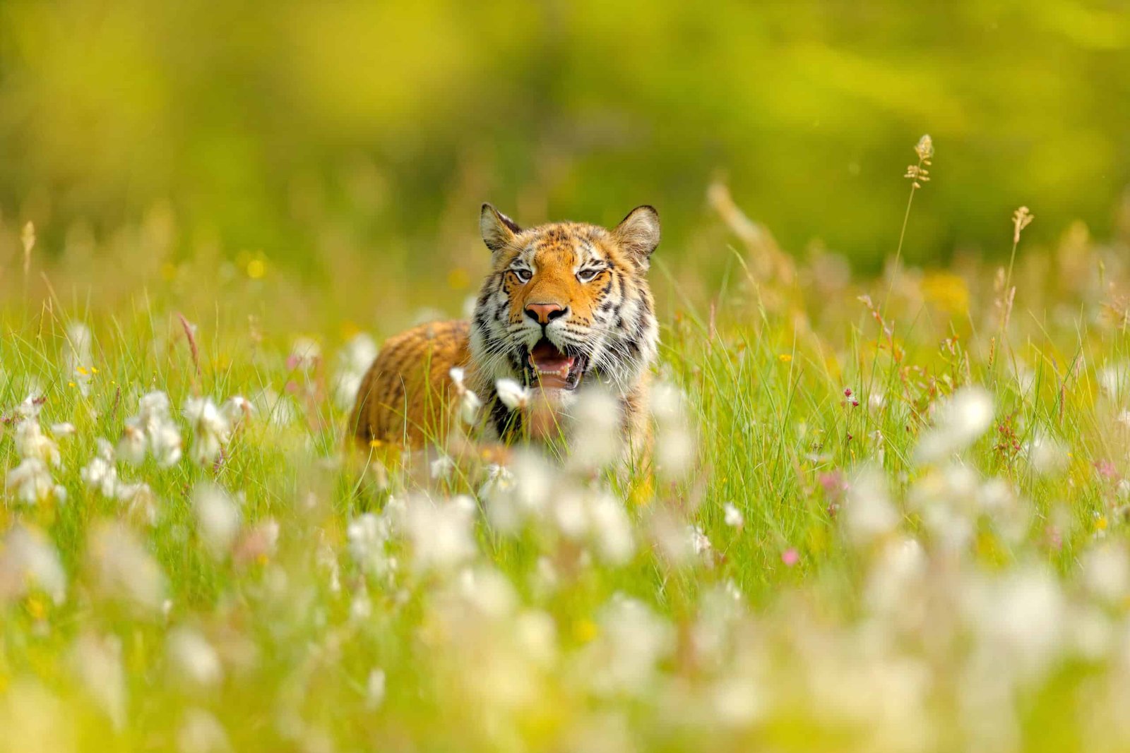 Amur tiger hunting in green white cotton grass. Dangerous animal