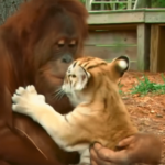 orangutan playing with tiger baby