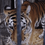 tiger chained takes free steps