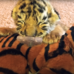tiger cub rescue