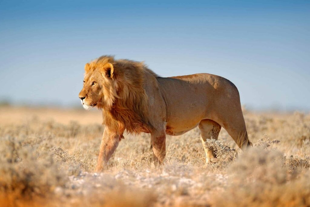 Big lion with mane in Etosha, Namibia. African lion walking in t