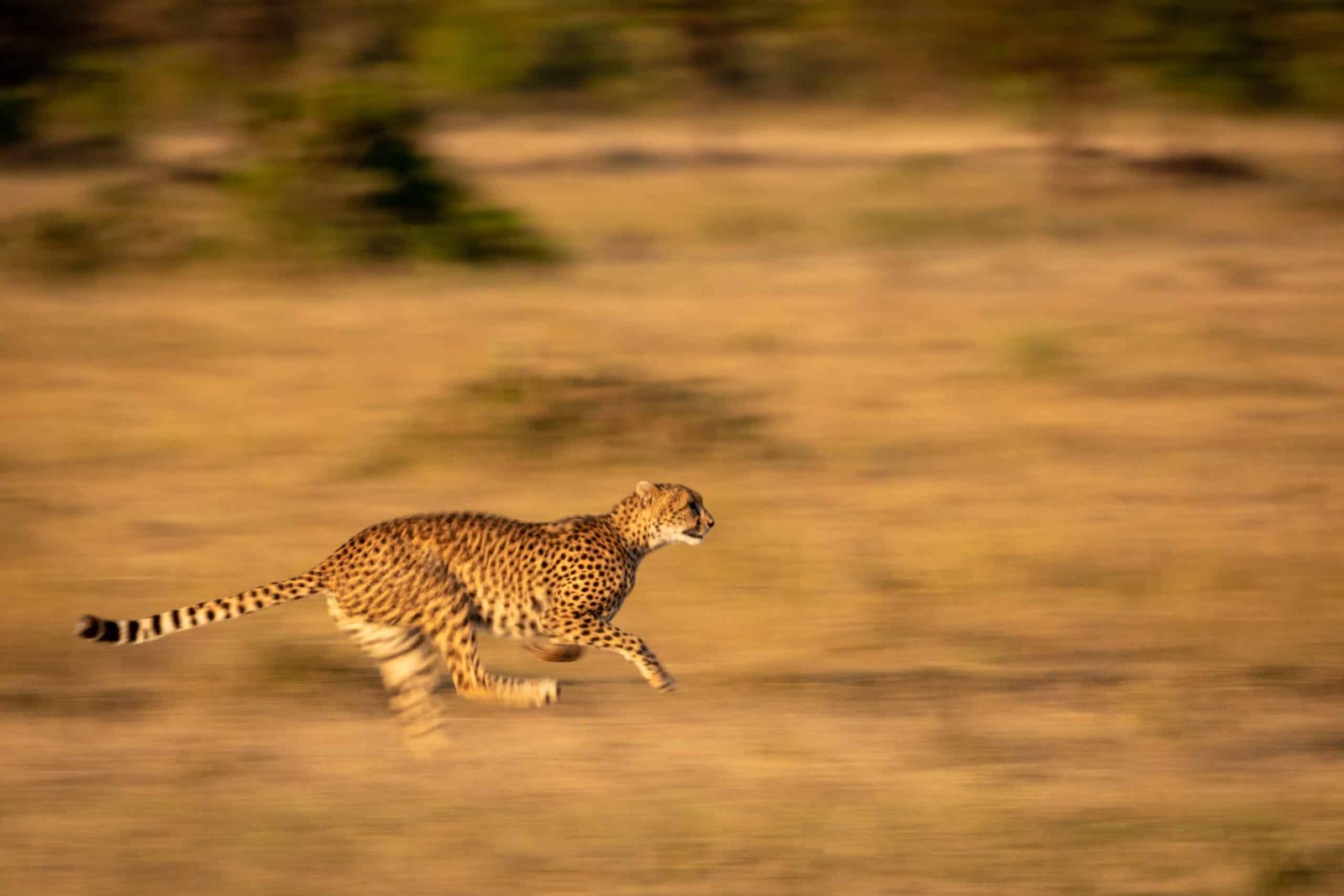 cheetah