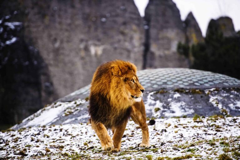A Closer Look at the World's Best Big Cat Predators