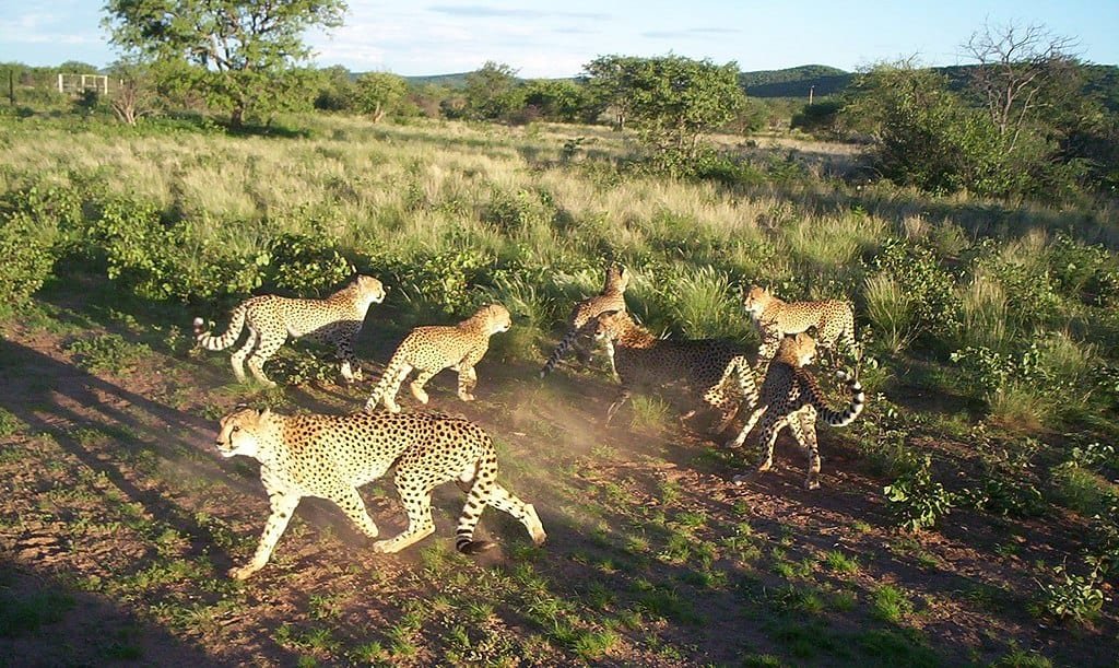 Cheetah Conservation