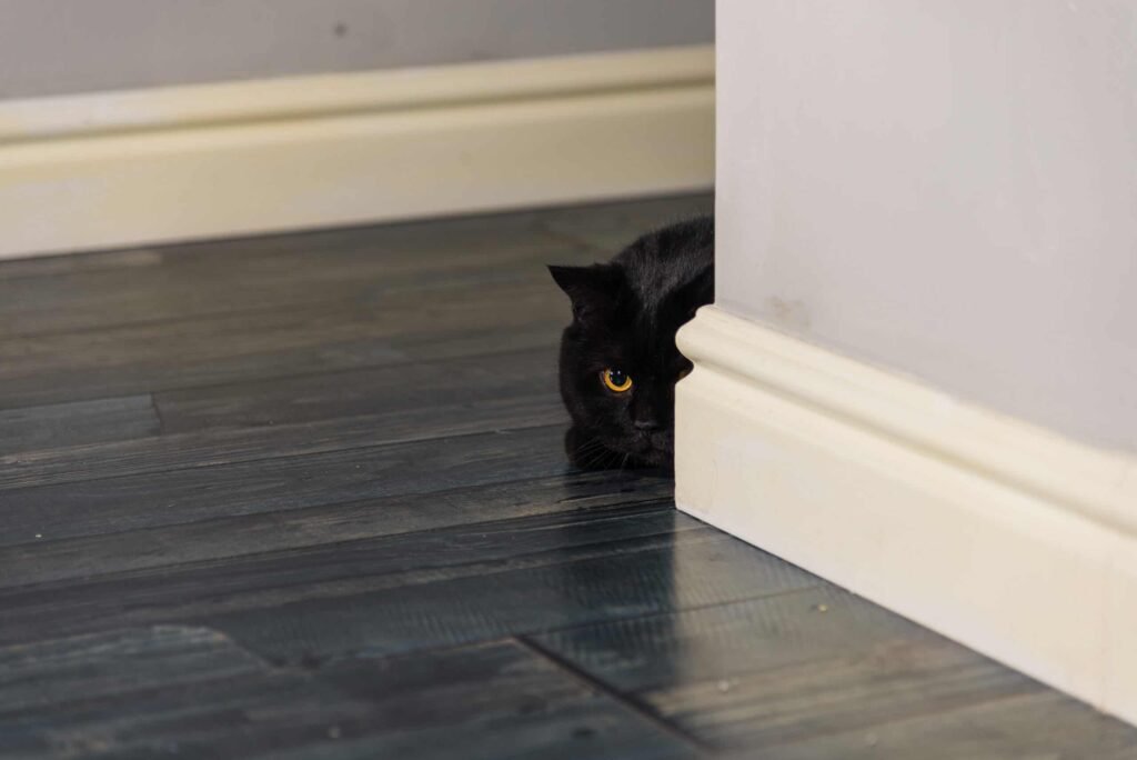 Black cat sitting in the hallway of the apartment