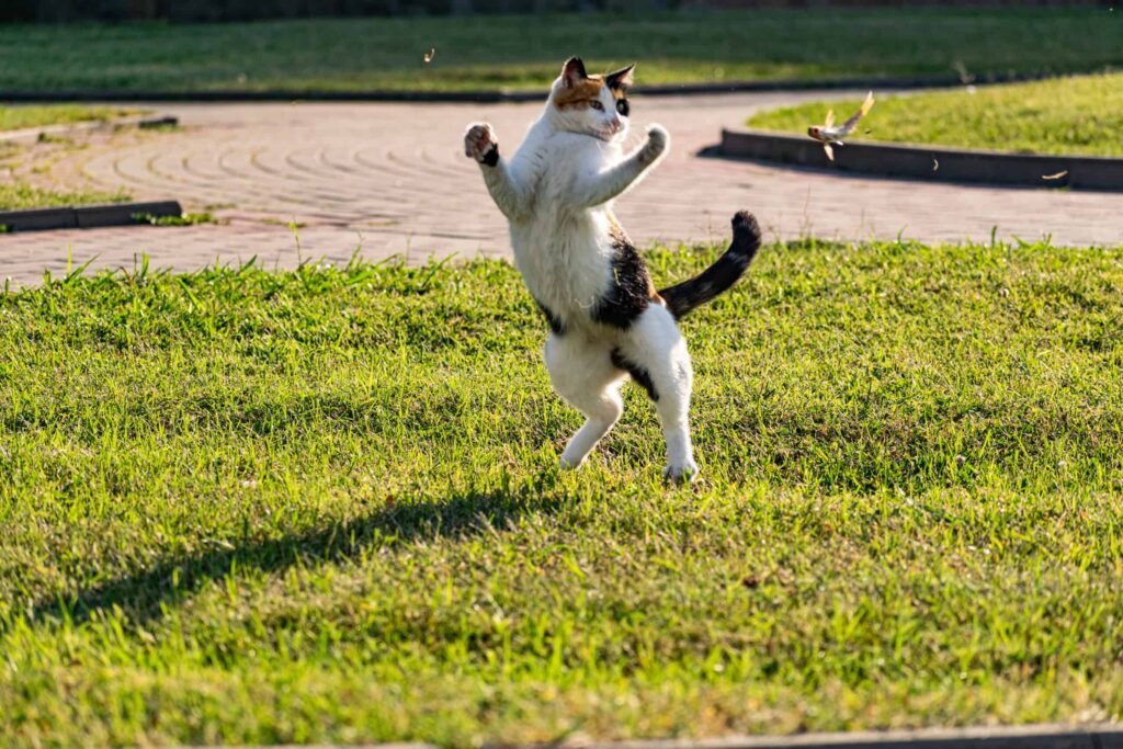 Cat Jumping Weirdly