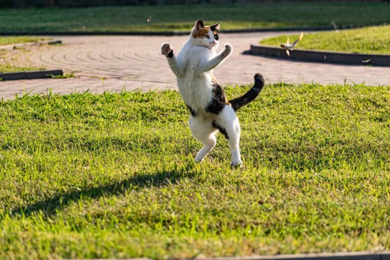 Cat Jumping Weirdly