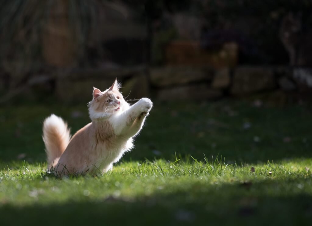 Cat playing