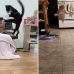 Cats Defying Gravity