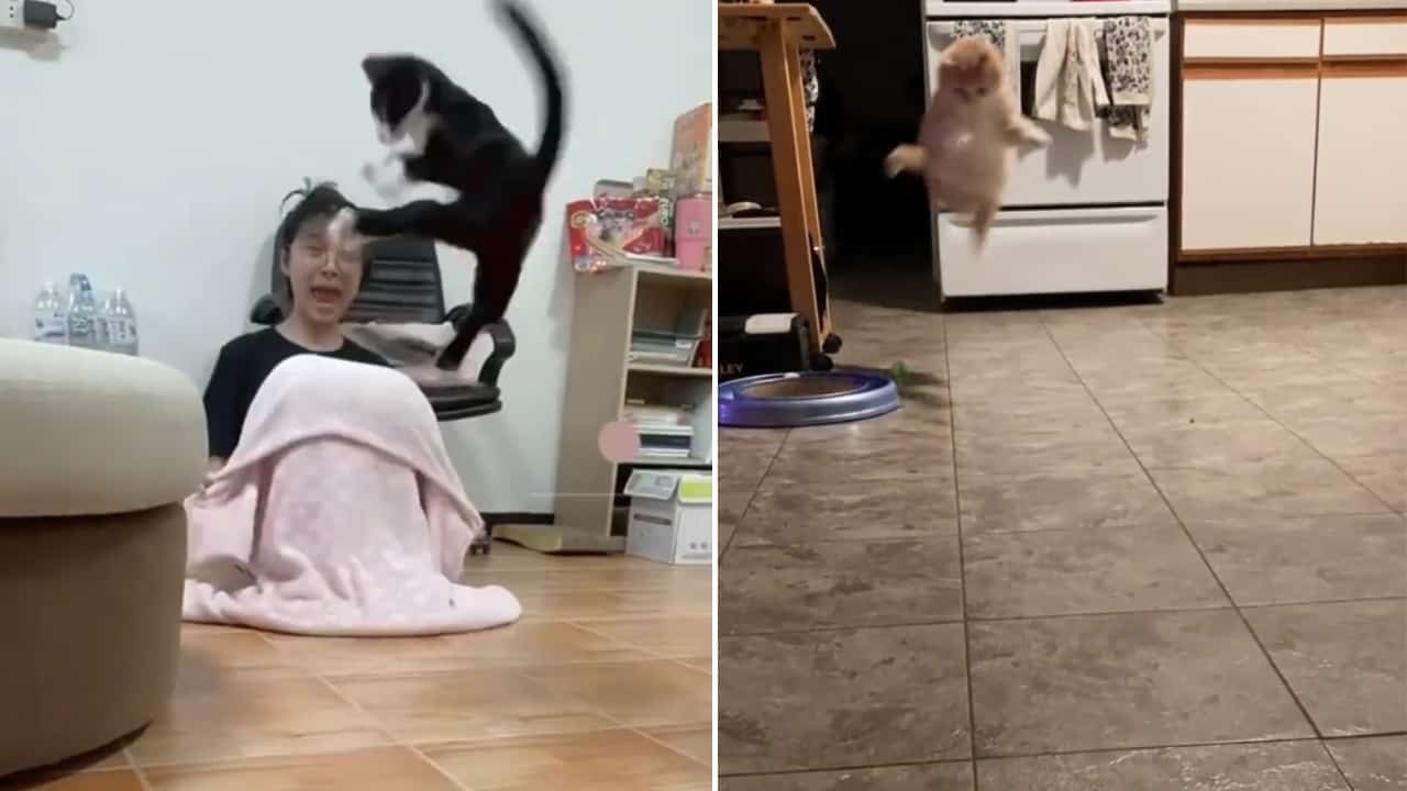 Cats Defying Gravity