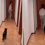 Cat and owner bonding