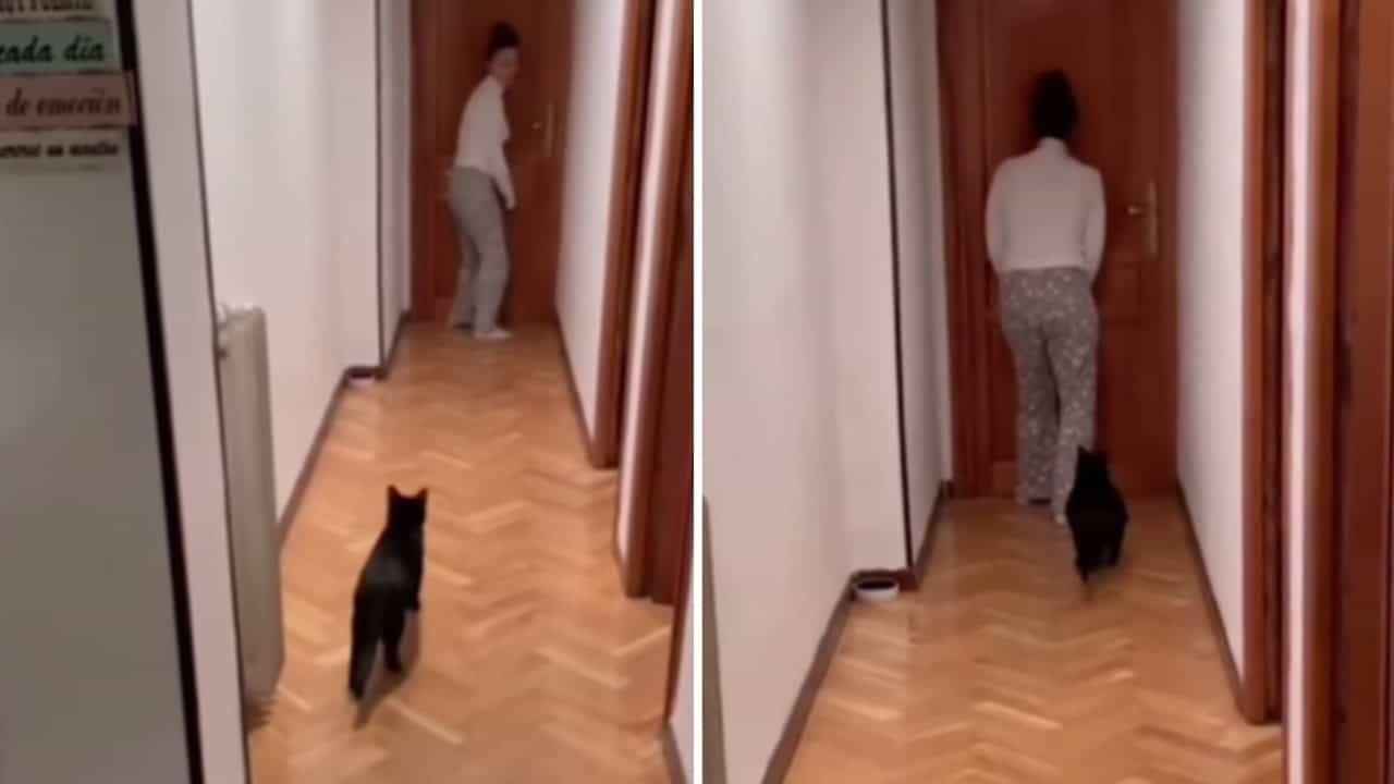 Cat and owner bonding