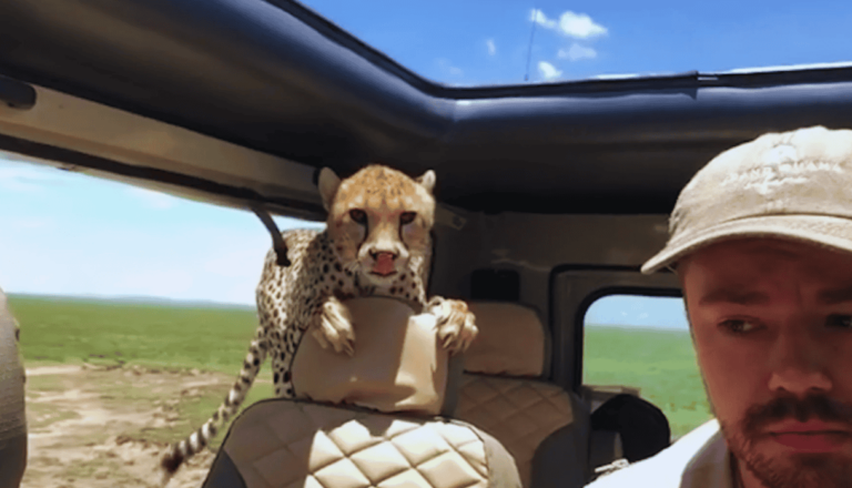 Cheetah Jumps Into Safari Car Forcing Man to Freeze in Place For 10 Minutes