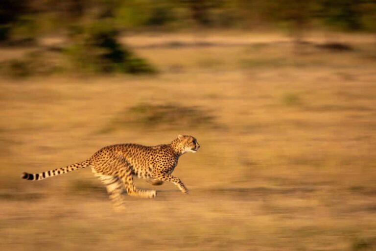 How Cheetahs Became the Fastest Land Animals